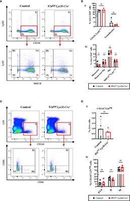 Myeloid Wls expression is dispensable for skin wound healing and blood vessel regeneration